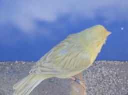 Blog de gregcanaris
