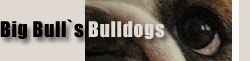 Big Bull`s English Bulldogs