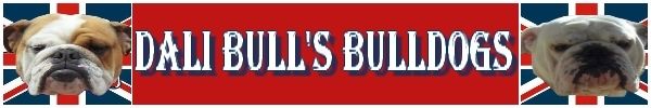 Dali Bulls