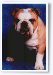 Son pedigree
