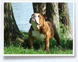 His shows results