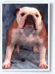 Son pedigree 