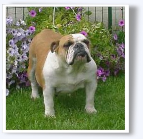 Son pedigree